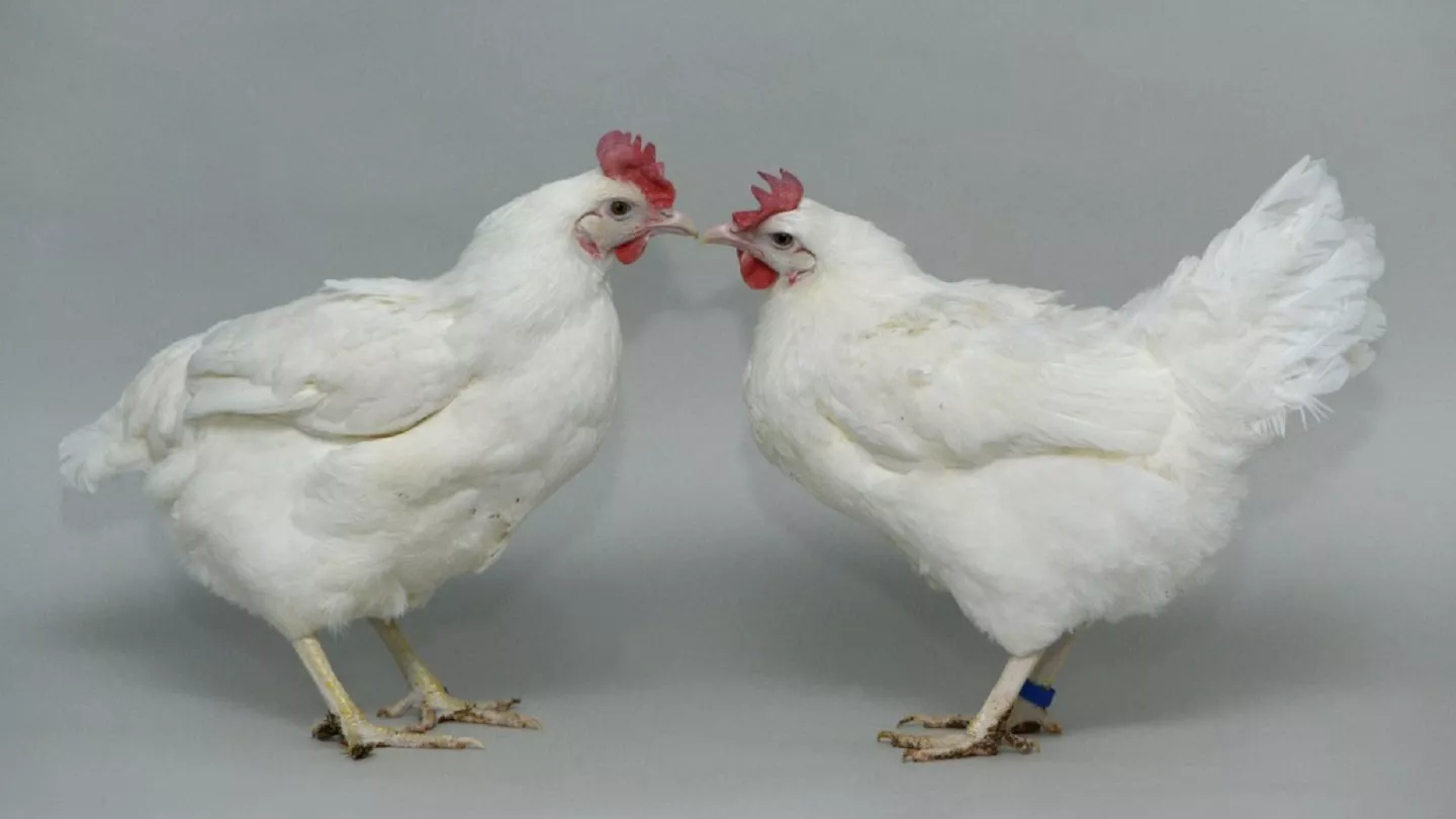 Genetically Modified Chickens Show Promise in Fighting Bird Flu, Study Finds